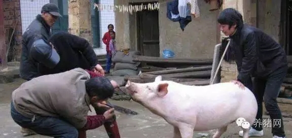 紧急通知！养猪人请速速回老家！因为马上就要…