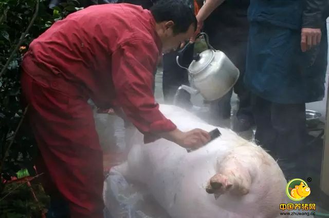 紧急通知！养猪人请速速回老家！因为马上就要…