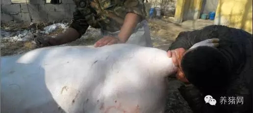 紧急通知！养猪人请速速回老家！因为马上就要…