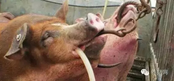 紧急通知！养猪人请速速回老家！因为马上就要…