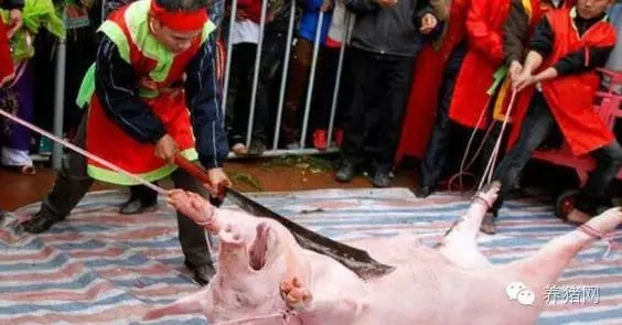 紧急通知！养猪人请速速回老家！因为马上就要…