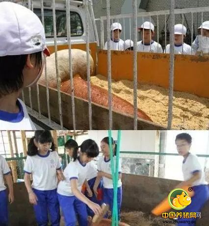 紧急通知！养猪人请速速回老家！因为马上就要…