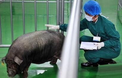 养猪人的经验之谈:如何智斗兽医,这些经验你必须掌握!