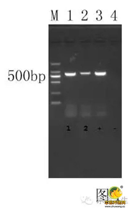 一例高致病性蓝耳病的诊断
