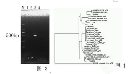 一例高致病性蓝耳病的诊断