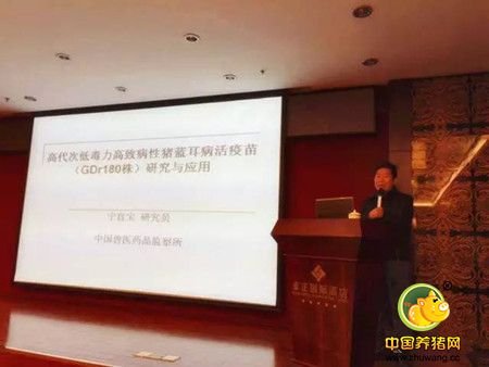 猪场必备:高效稳定的猪瘟疫苗和安全有效的蓝耳疫苗