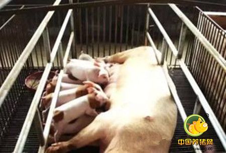 大家都在稀里糊涂的把猪场问题推到内毒素上，您真的了解它吗？