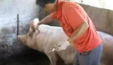 在猪病治疗过程中，一定要记住逆向思维治未病......