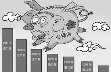 国产猪肉比洋猪肉好,这四个理由你是否信服