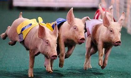 拖欠饲料款不还,老赖被抓时却担心被孩子看见丢脸