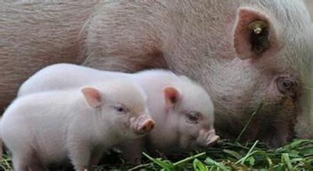 猪病越治越严重，不如不治？