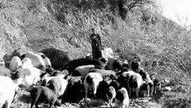 男子将猪散养山林4个月丢猪数百头,损失五六十万