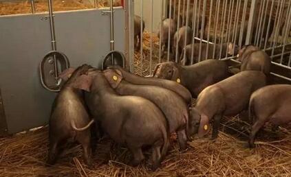 网易丁磊养猪四大疑惑，猪蹲马桶还住标准间？