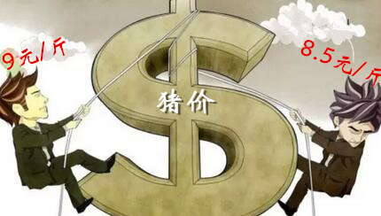 这些地区冲9元高价！猪价要何去何从？