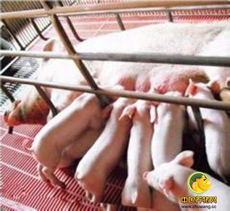 母猪产后催乳有妙访
