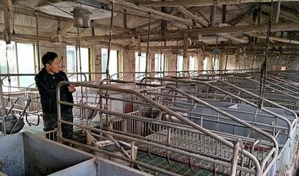 南昌县一养猪户损失近80万，疫苗惹的祸？