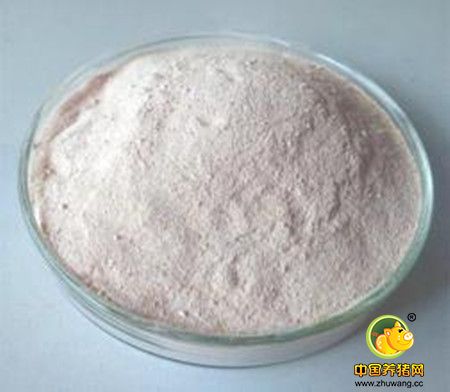 黄粉虫作猪饲料 远销国外