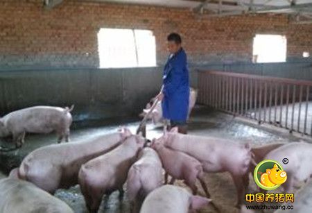 这里教你识真假，你不要做猪场疾病传播的导火线！