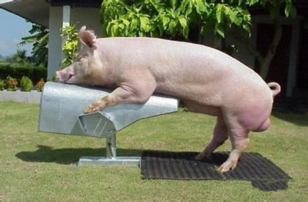 各阶段母猪保健的注意要点