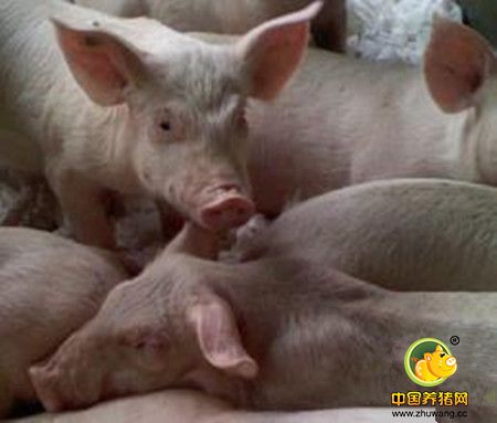 氟喹诺酮类药物在养猪临床上的应用