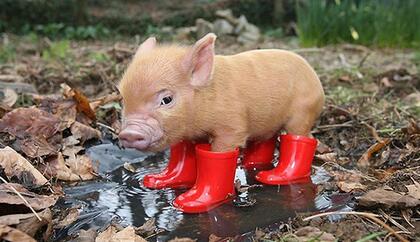 90后猪场美女的内心独白!世界再大我也会坚持养猪!