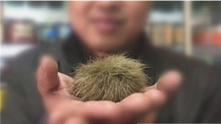 经营户屠宰土猪时发现猪宝 此物外表奇特待考证