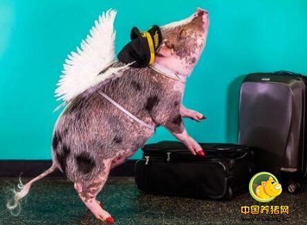 惊讶！都说猪不能上天 可这回它却成了机场员工！