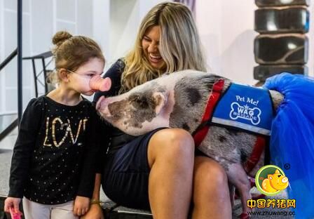 惊讶！都说猪不能上天 可这回它却成了机场员工！