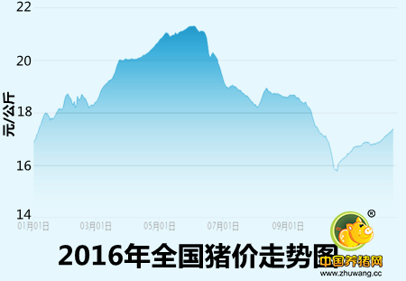 年末行情大好 南北地区猪价分别怎么涨？