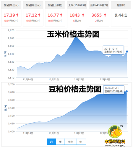 12月11日猪评： 涨涨涨!整个上旬都在攀升 猪价破9有望!