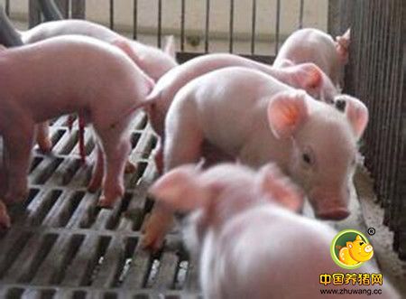仔猪病毒性腹泻病按照下面这个方式做，可以明显降低损失
