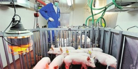 圆环病毒免疫可改进育肥和繁殖性能