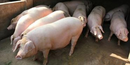 猪棚遭强拆！养猪场主满村奔跑驱赶生猪