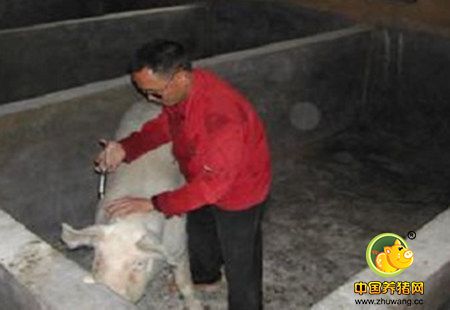 六个实用养猪小技巧，手把手教给你！