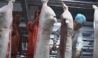 今年全国取缔违法生猪屠宰场点1928个