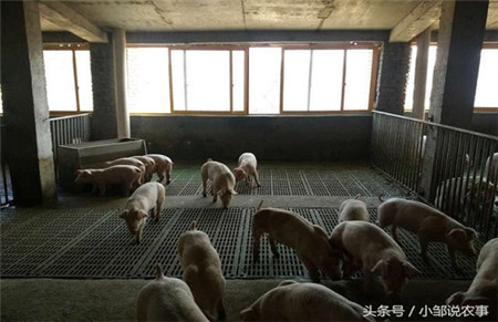 农村小伙乡下盖了一栋楼，而楼里住的却全是猪