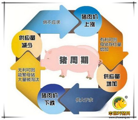 出招破解“猪周期”怪圈 生猪价格划分四色预警区