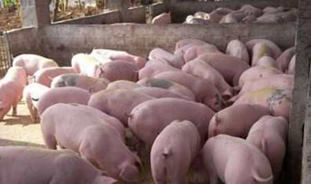 猪宝宝不增重了？可能是猪蛔虫在搞鬼