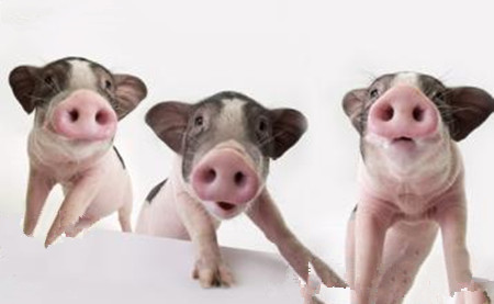 根据猪只不同部位皮肤发红发紫，诊断疾病！