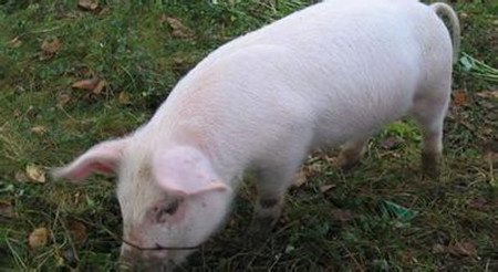 猪皮肤上红色斑点发生的病案解析和防治方法