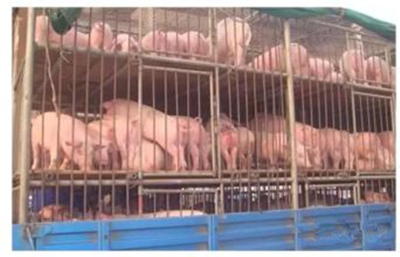 “猪晕车”了，怎么办？