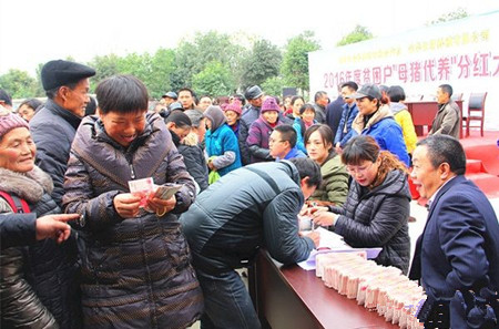 “母猪代养”扶贫生财 200贫困户年终分红啦