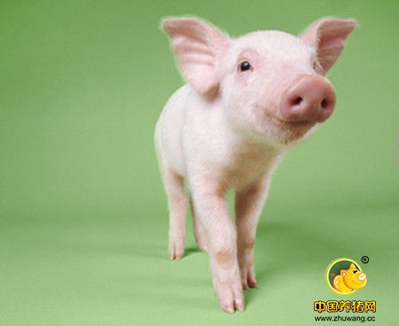 这几种导致猪感冒的原因，养殖户要多多了解关注