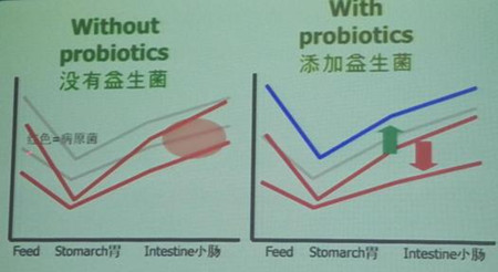 乳酸菌作为一种替代抗生素的添加剂在韩国被广泛应用