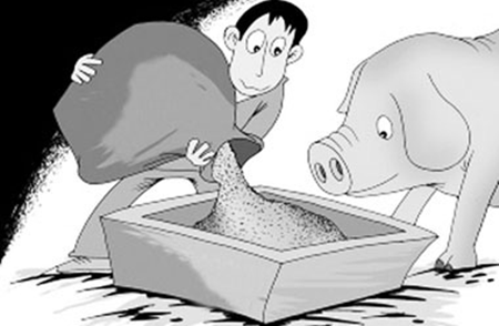 距春节还有一个月，肥猪按时出栏还是压栏等高价更有利？