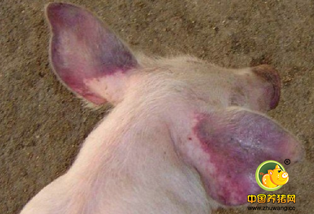 猪蓝耳病历史背景及有哪些类型？