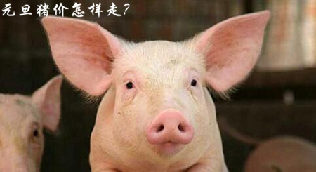 预计:元旦前后猪价平缓增长状态不会改变