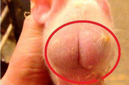 农村大爷养猪, 生下怪异猪仔蛋蛋长头上