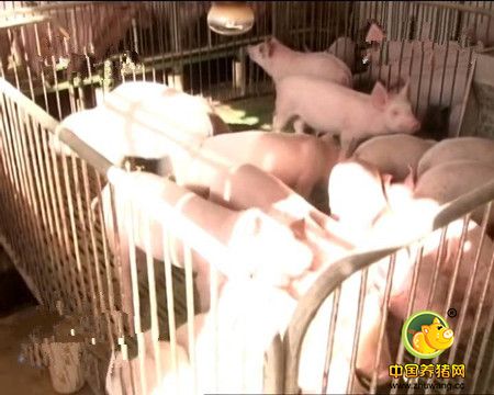 木学光: 开启养猪致富模式