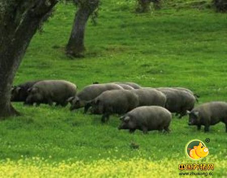 “养猪洋”折射出的生态环保农业巨变